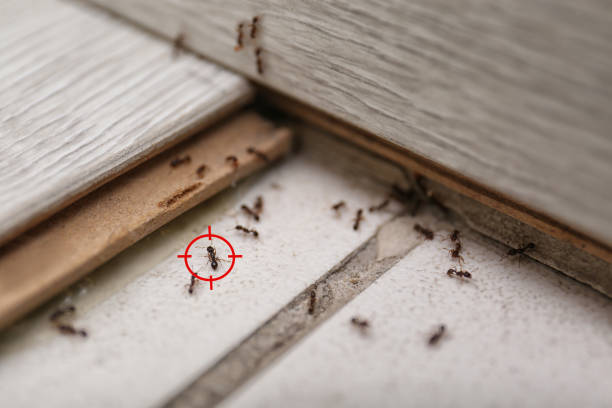 Best Local Pest Control Services  in Monroe, UT